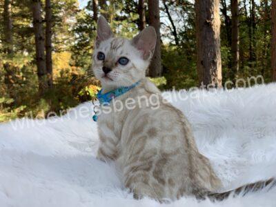 A small kitten with blue eyes sitting on snow in a forest.
