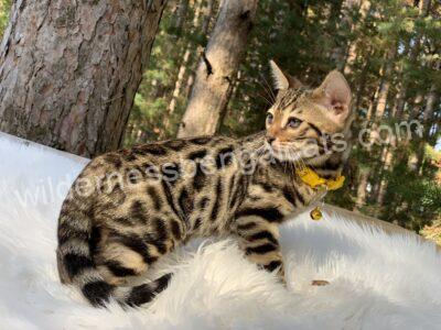 A spotted cat with a collar resting on a fluffy white surface.