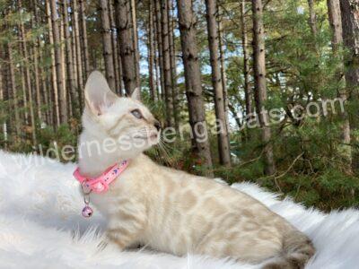 A white cat with a pink collar lounging on a log in a forest.