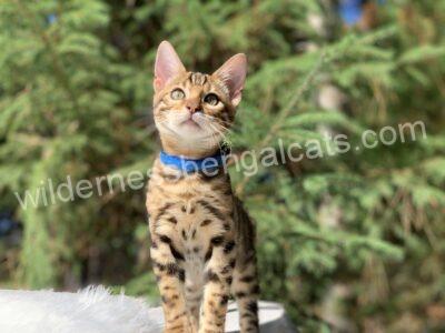A spotted Bengal cat with a blue collar sitting outdoors.