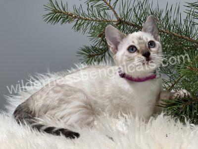 A white kitten with gray markings sitting on a fluffy white surface near pine branches.