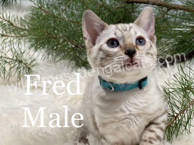 A male cat named Fred with blue eyes and a blue collar in a tree.