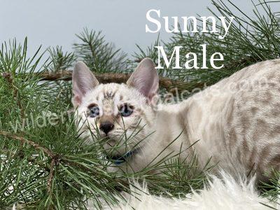 A light-colored male cat named Sunny resting near pine branches.