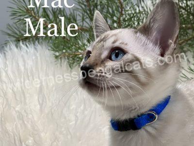 Close-up of a male Siamese cat named Mac wearing a blue collar.