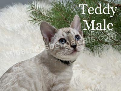 Close-up of a curious kitten with blue eyes and striped fur near green pine branches.