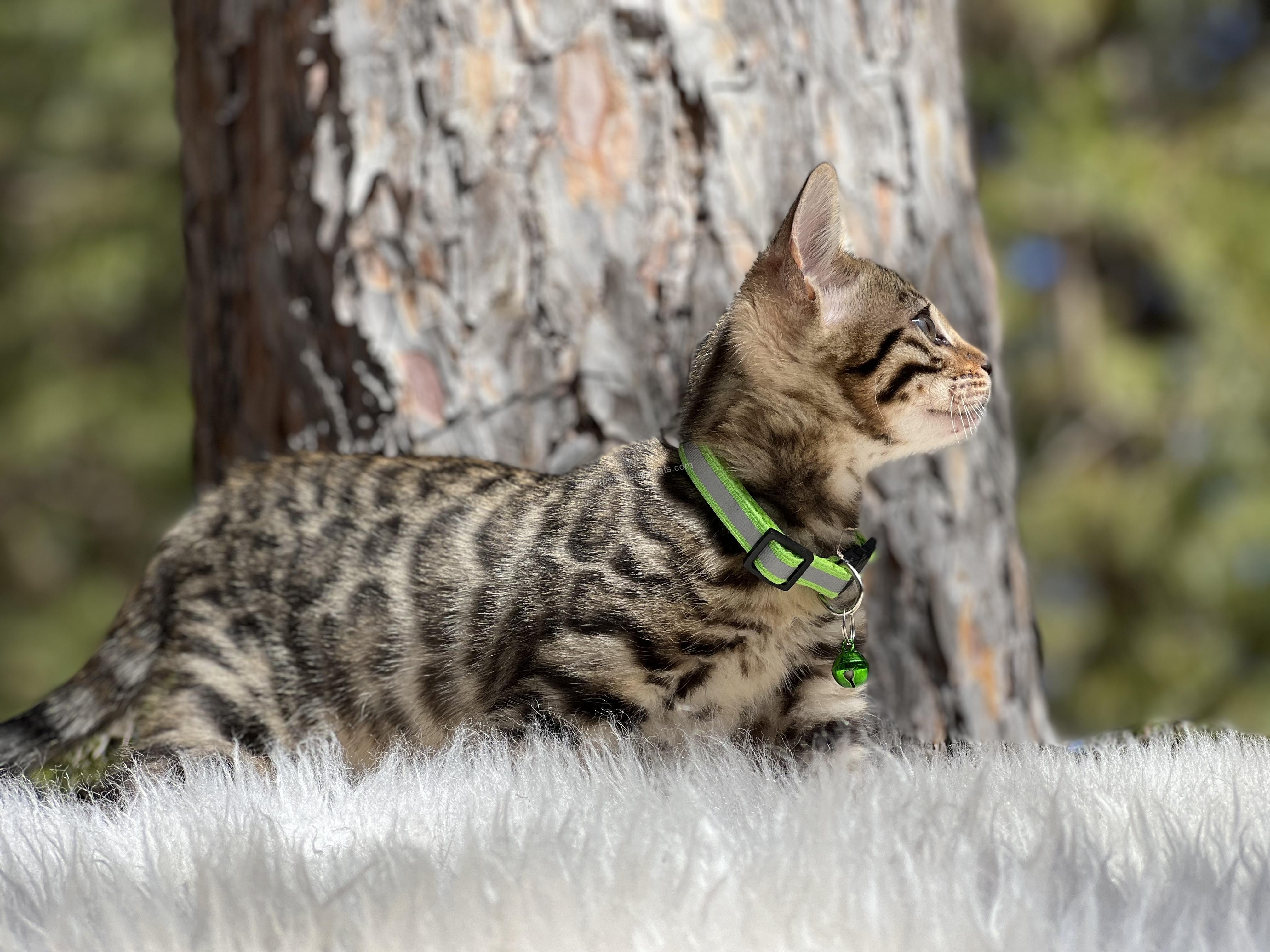 A tabby kitten with green eyes and collar exploring outdoors.