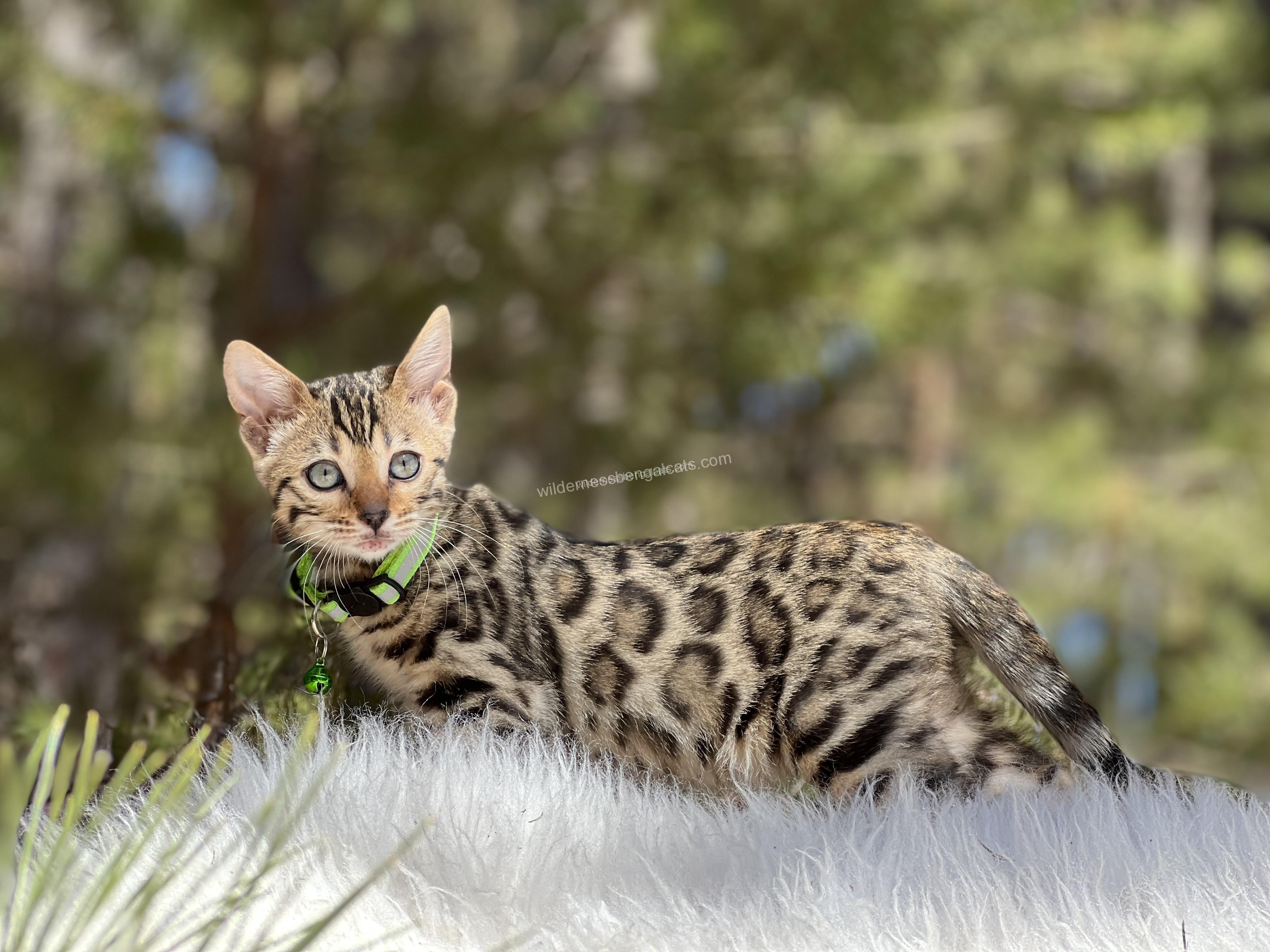 A spotted wild cat lying in the grass with a blurred natural background.