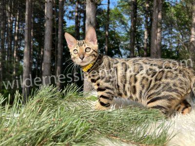 A Bengal cat with striking spots standing on grass near trees.