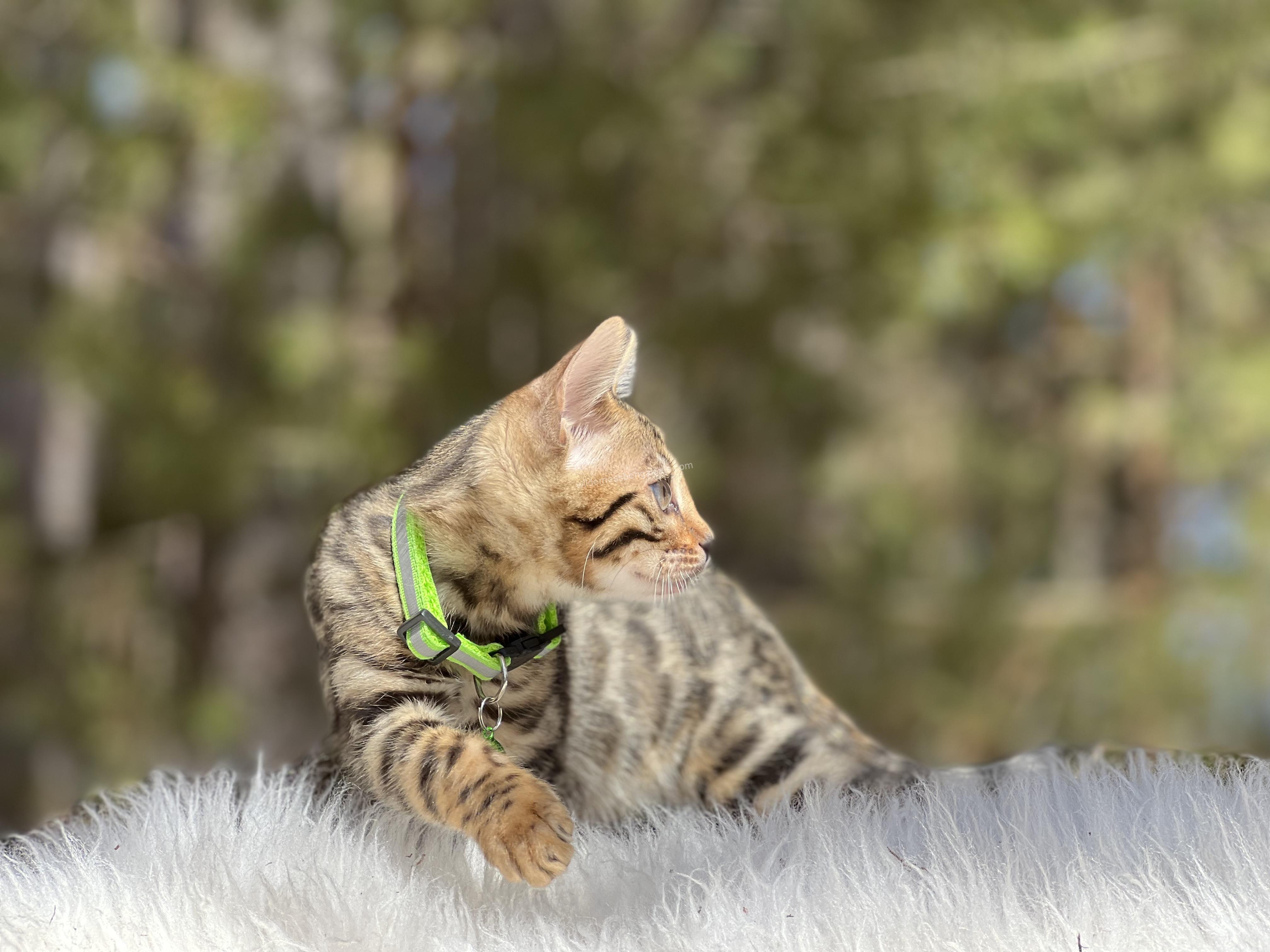 Two kittens cuddling on a soft surface outdoors.