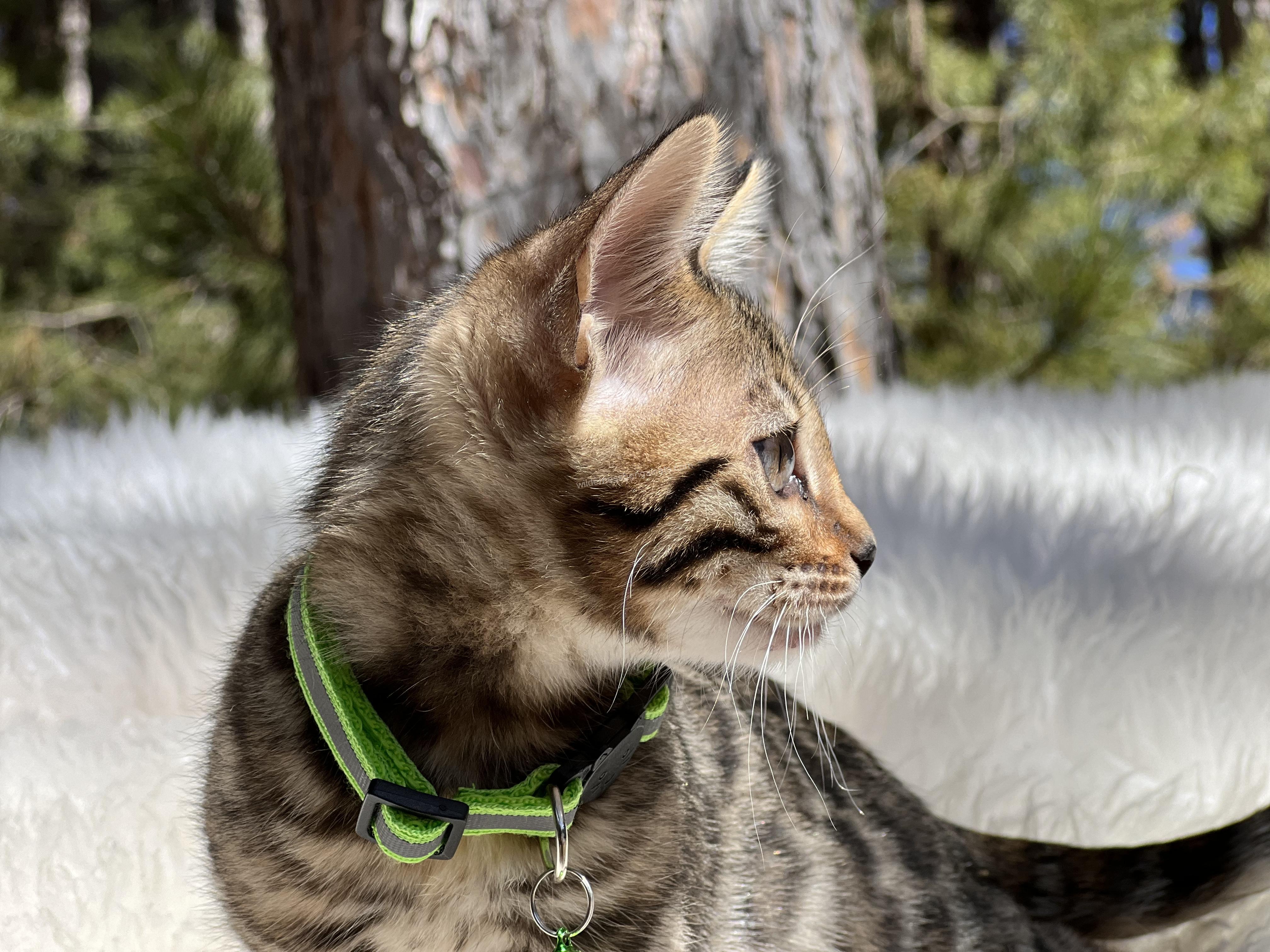 A tabby cat with a green collar looking to the side outdoors.