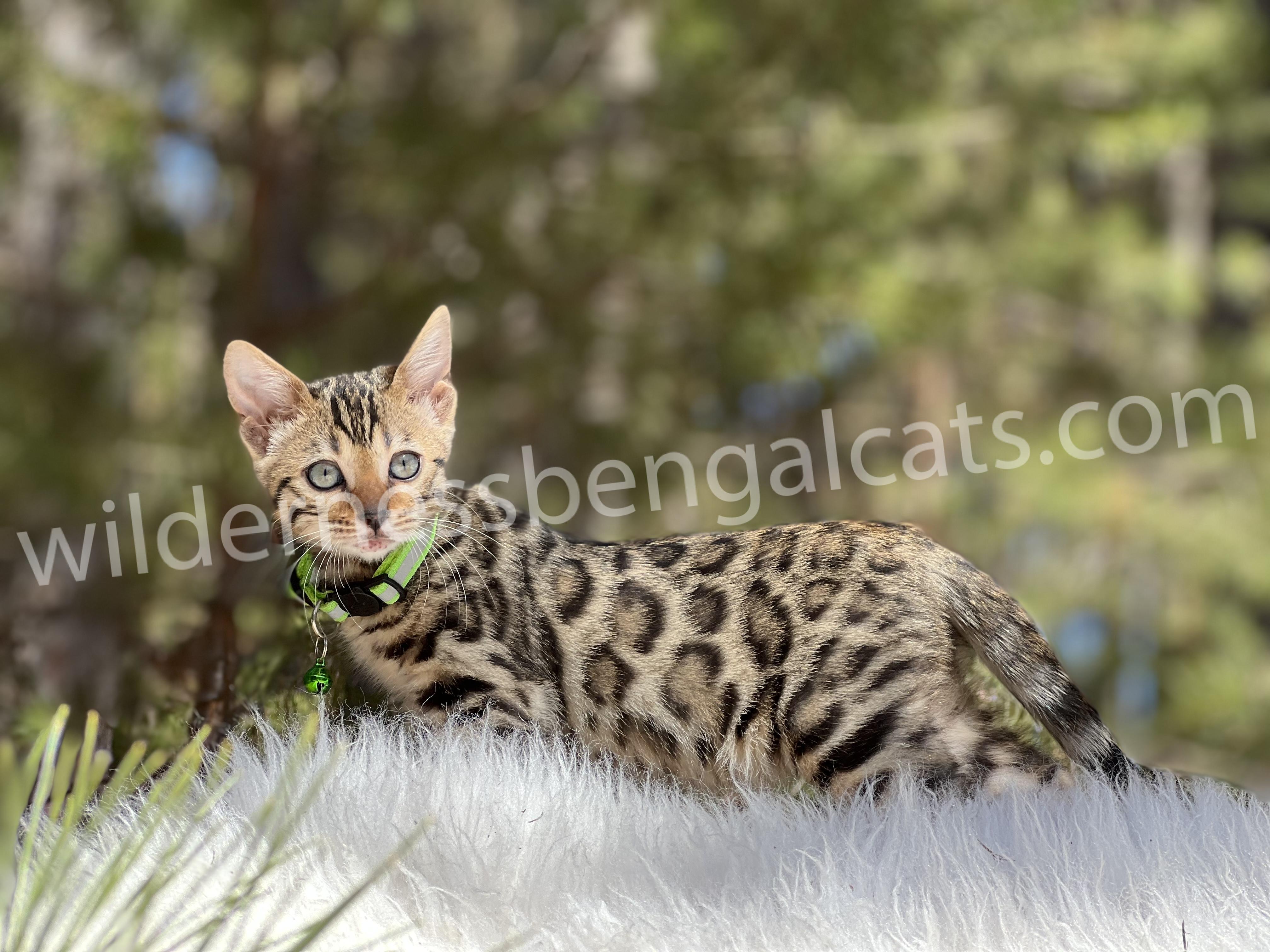 A Bengal cat with a spotted coat lying on snow outdoors.