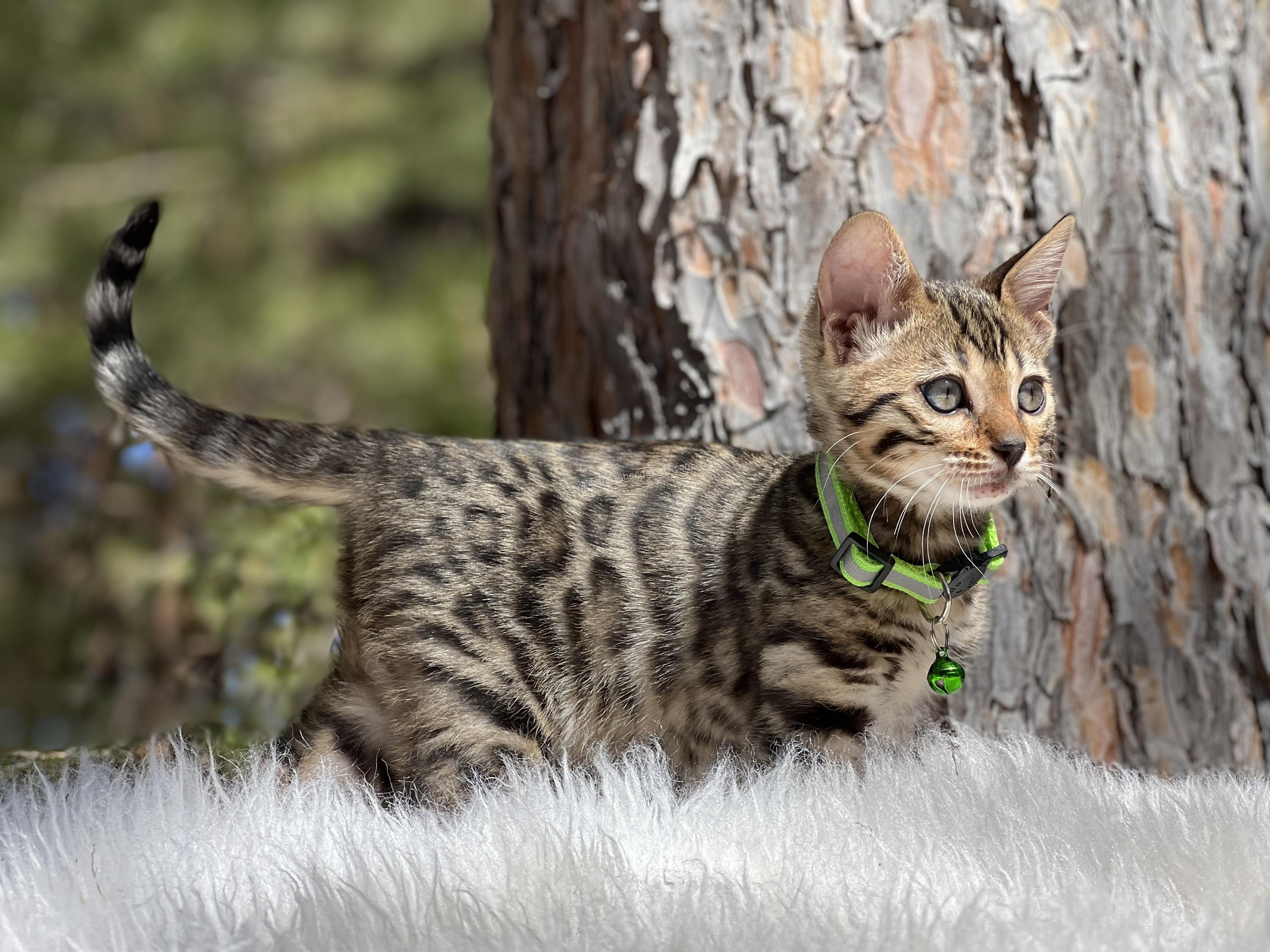A tabby kitten with a green collar exploring near a tree trunk.