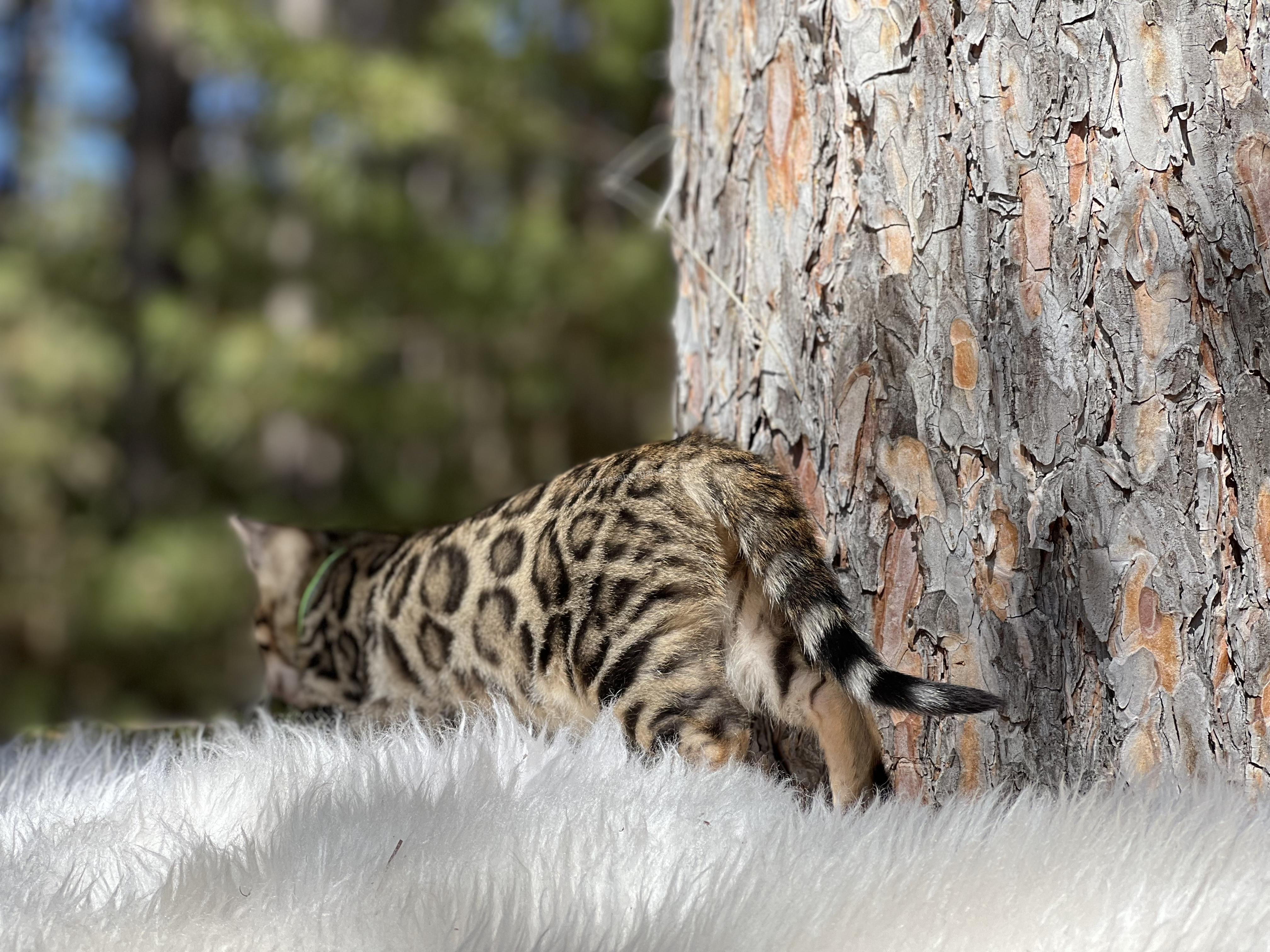 A spotted wild cat climbing a tree in a forest.