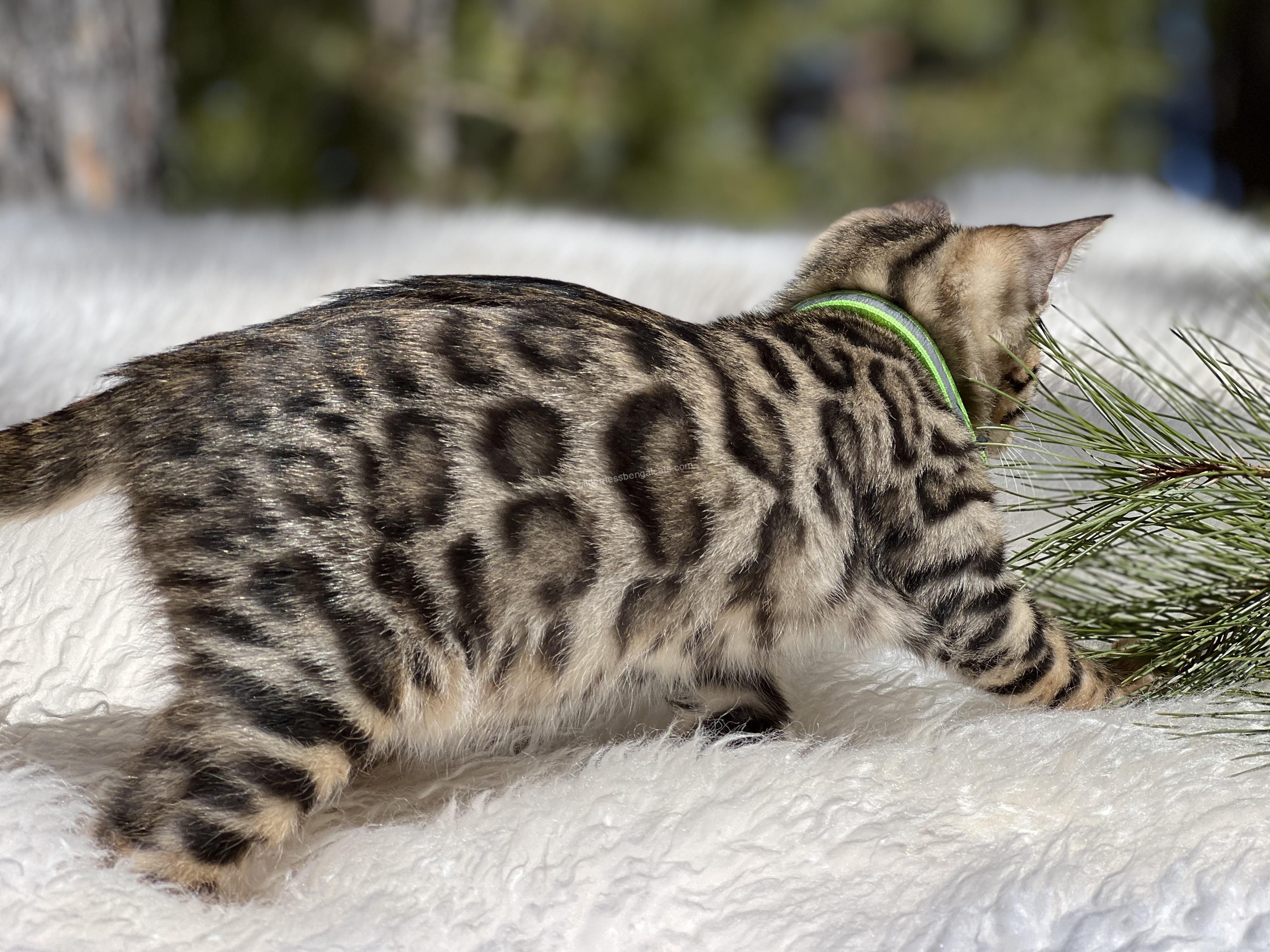 A spotted kitten with a green collar lying on a soft surface.