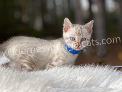 A gray tabby kitten wearing a blue collar lying on a soft white surface.