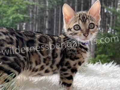 A cute Bengal kitten standing on a fluffy white rug.