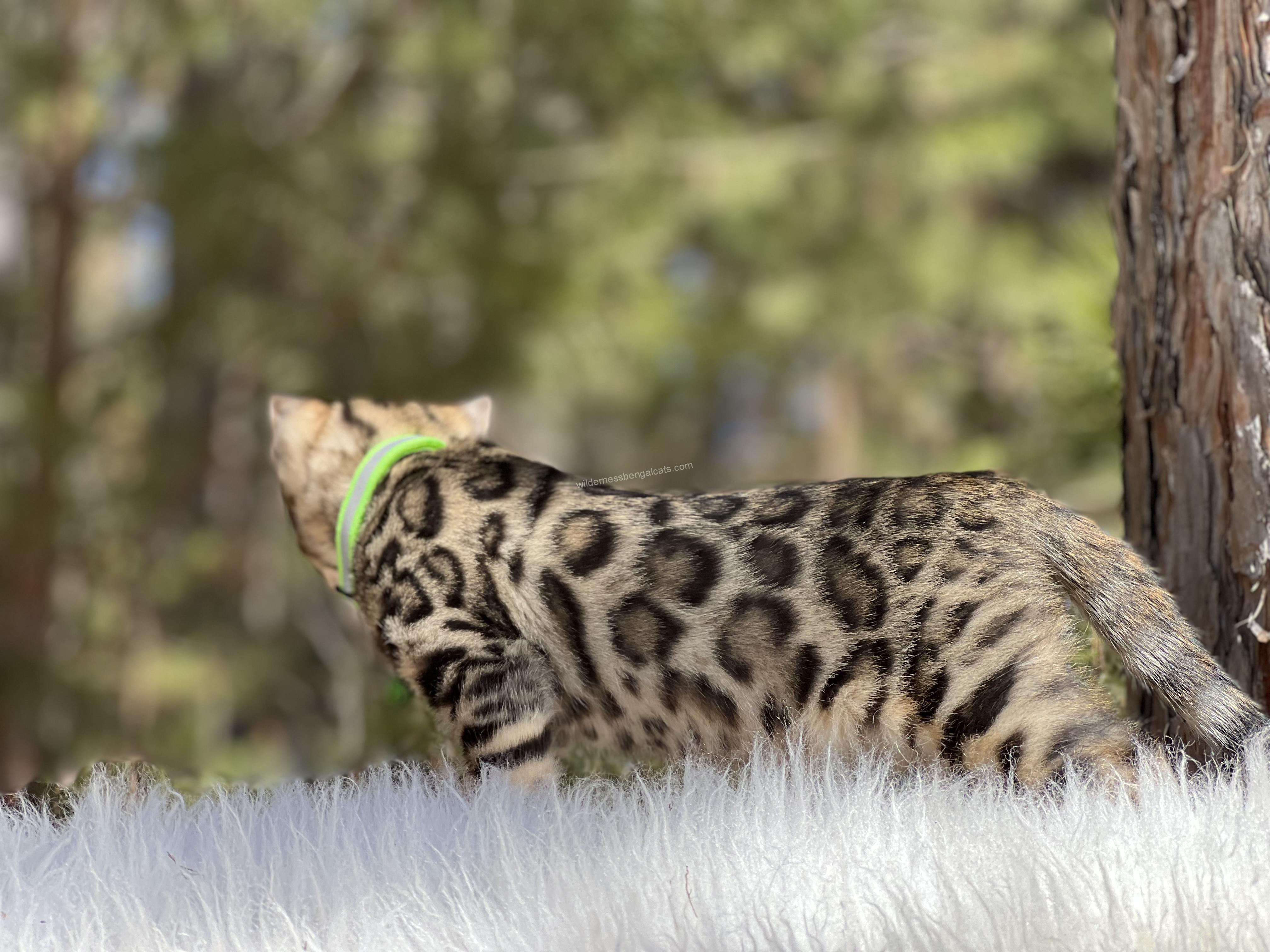 A young leopard walking through tall grass with a blurred forest background.
