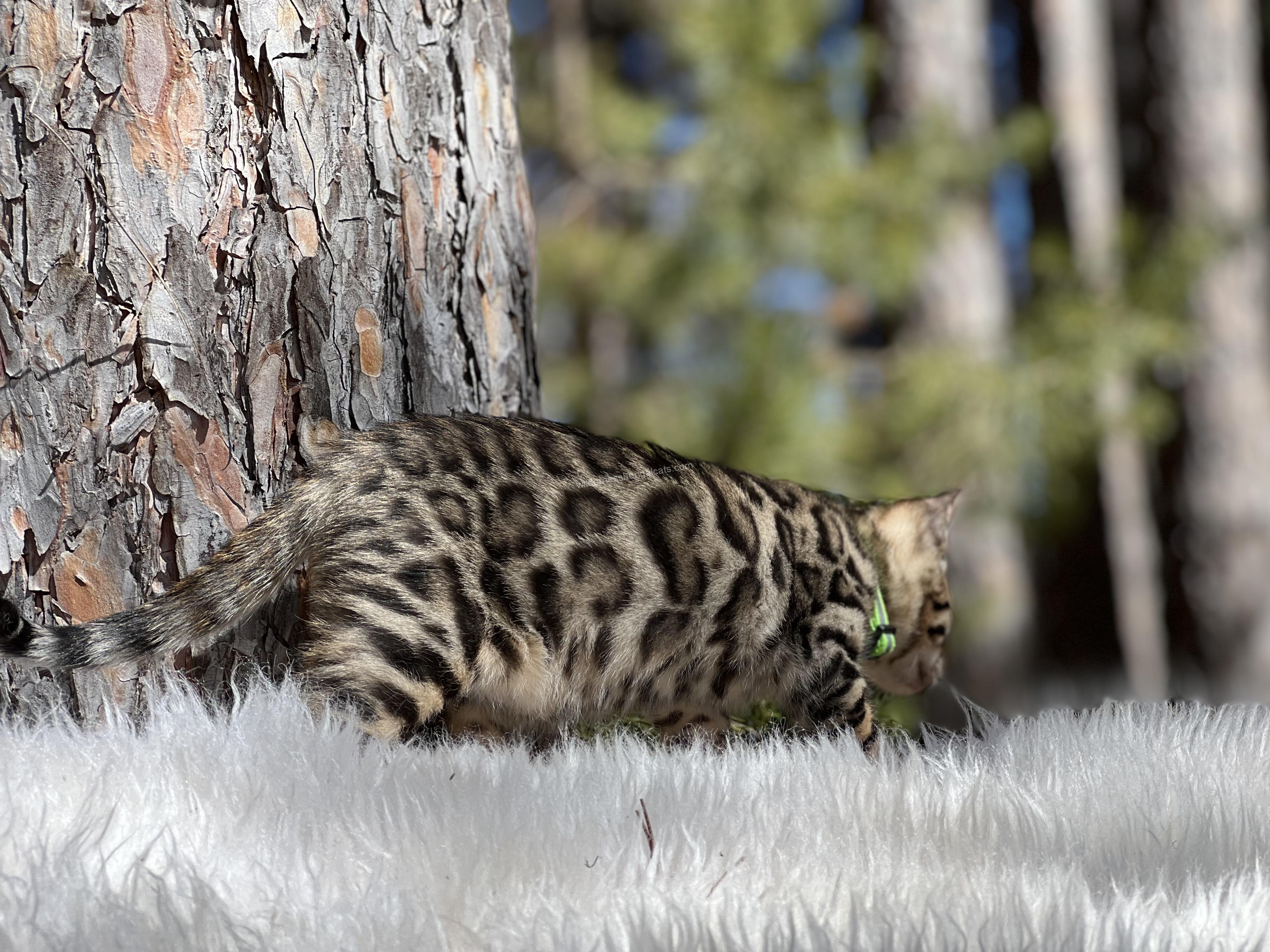 A fluffy Bengal cat with a spotted coat walking outdoors.