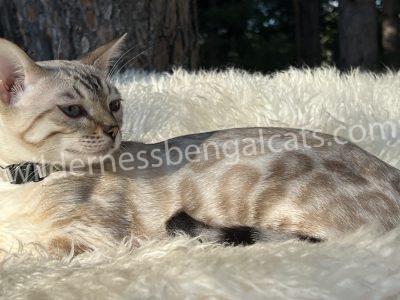 A Bengal cat lounging outdoors in the sunlight.