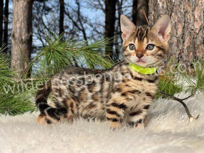 A spotted Bengal kitten with green eyes and a yellow collar stands on a white surface.