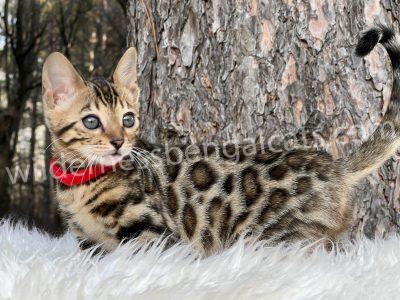 A spotted kitten with a red collar lying on white fur near a tree trunk.