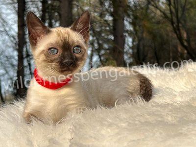 A Siamese kitten with blue eyes and a red collar lying on a fluffy surface.