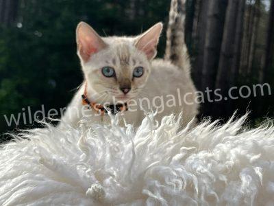 Curious Bengal kitten with blue eyes peeking over fluffy white bedding.