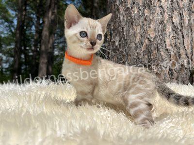 A small spotted kitten with blue eyes and an orange collar lies on a soft surface near a tree.