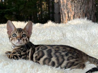 A spotted Bengal cat lounging on a fluffy white blanket.