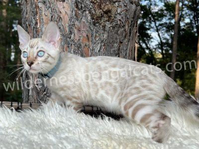 A white Bengal cat with striking blue eyes lying on a soft surface near a tree.