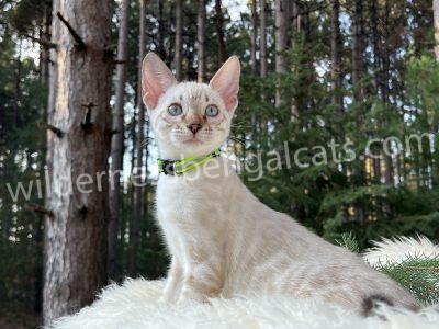 A light-colored cat with large ears sits in a forested area.