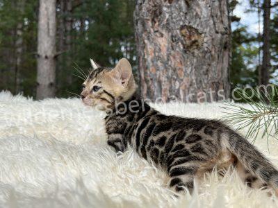 A young tabby kitten lying on a fluffy white surface near a tree.
