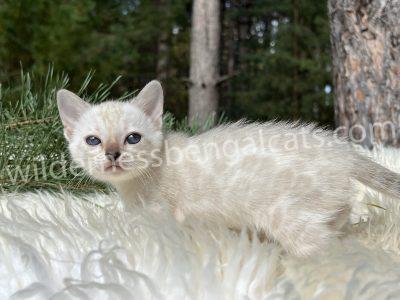A white kitten with blue eyes sits on a fluffy white surface outdoors.