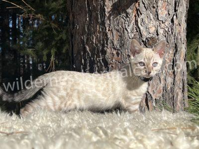 A white cat with light spots stands near a tree on grassy ground.