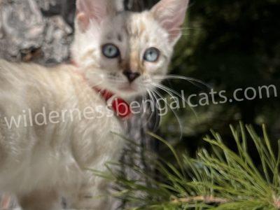 Siberian kitten with blue eyes exploring snowy outdoors.