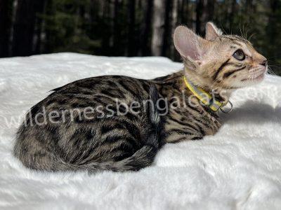 A tabby kitten lying on a white blanket with a forest background.