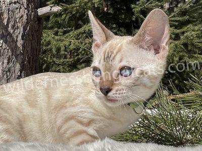 A light-colored cat with blue eyes resting outdoors on a sunny day.