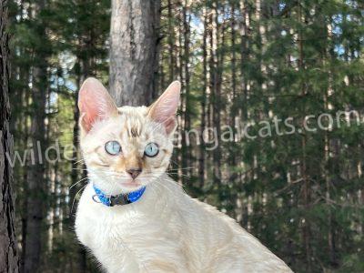 A cream-colored cat with blue eyes and a blue collar outdoors.