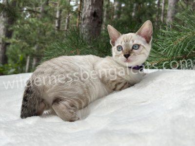 A light-colored cat with striking blue eyes lying outdoors.