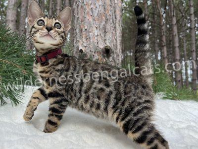 A curious tabby cat stands alert in a snowy forest.