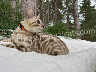 A Bengal cat with striking spotted fur relaxing outdoors on a white surface.