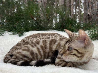 A Bengal cat resting on a soft white surface outdoors in winter.