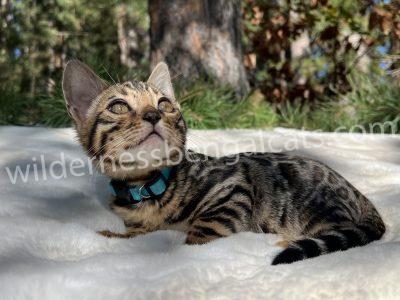 A tabby kitten with a blue collar lying on a blanket outdoors.