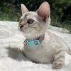 Kitten lying on soft white blanket outside.