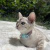 Bengal kitten on fluffy white surface outdoors.