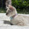 Bengal cat lying on a blanket outdoors.