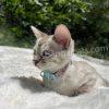 Bengal kitten resting on soft surface.