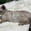 Bengal kitten lying on white fur.