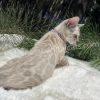 Bengal kitten resting on soft white blanket.