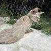Bengal kitten on white blanket outdoors.